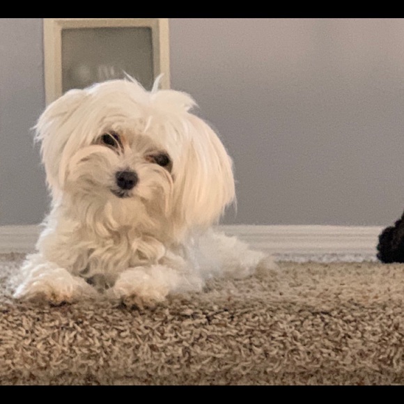 Meet your Posher, Carly ritz - Picture 2 of 7